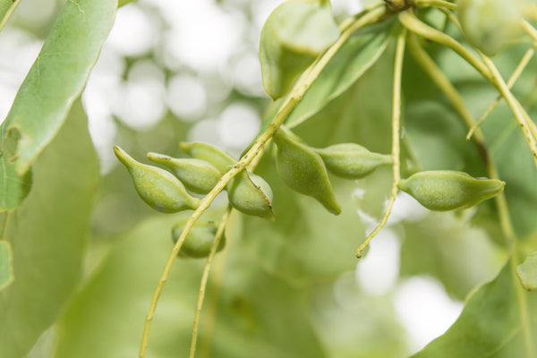 Kakadu Plum Skincare & Benefits for Dark Spots